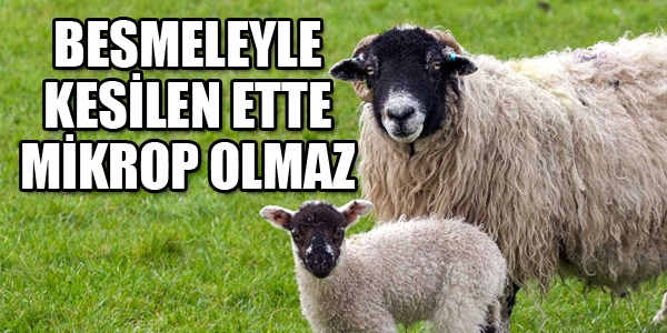 besmeleyle kesilen hayvan eti, tekbirle kesilen hayvan eti, besmeleyle kesilen kurban, hayvan keserken okunacaklar, sünnete göre kurban kesmek 2