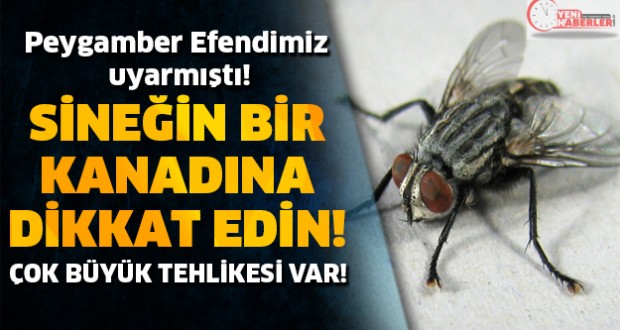 sinegi yemege batirmak, sinek hadisi, uydurma hadisler, uydurma sanilan hadisler, hadis aciklamalari, sinegin kanadinda bakteri